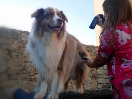 Chien toiletté avec un pelage soigné et une coupe professionnelle