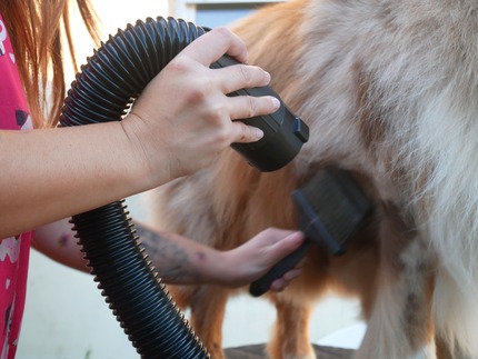 Chien toiletté avec un pelage soigné et une coupe professionnelle