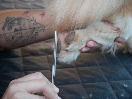 Gros plan sur la patte d'un chien pour une taille des poils