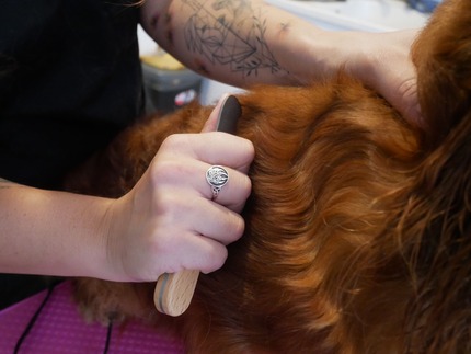 Chien épilé pendant son toilettage, avec un regard calme