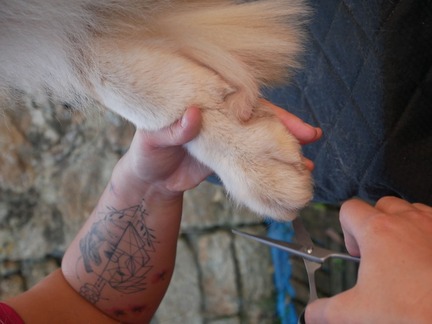 Chien pendant un toilettage, donnant une patte de manière détendue et confiante